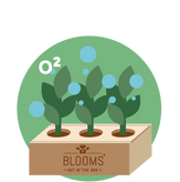 De luchtzuiverende planten in de BloomsBox verbeteren het binnenklimaat.