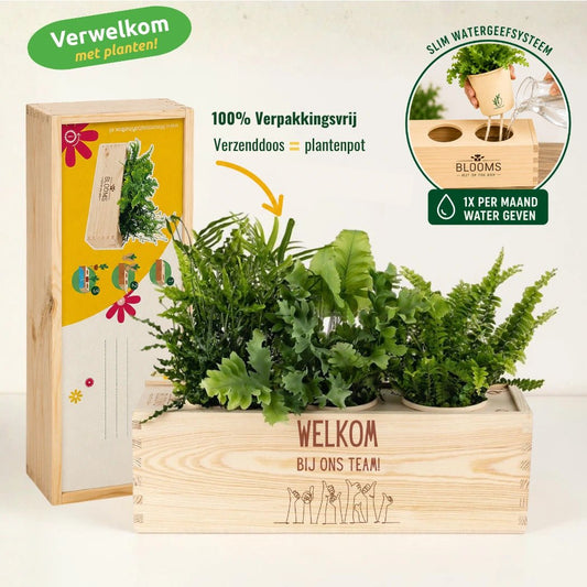 BloomsBox 'Welkom' - M - Blooms out of the Box