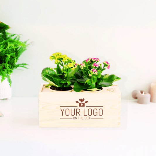 Joy out of the Box - M - Blooms out of the Box