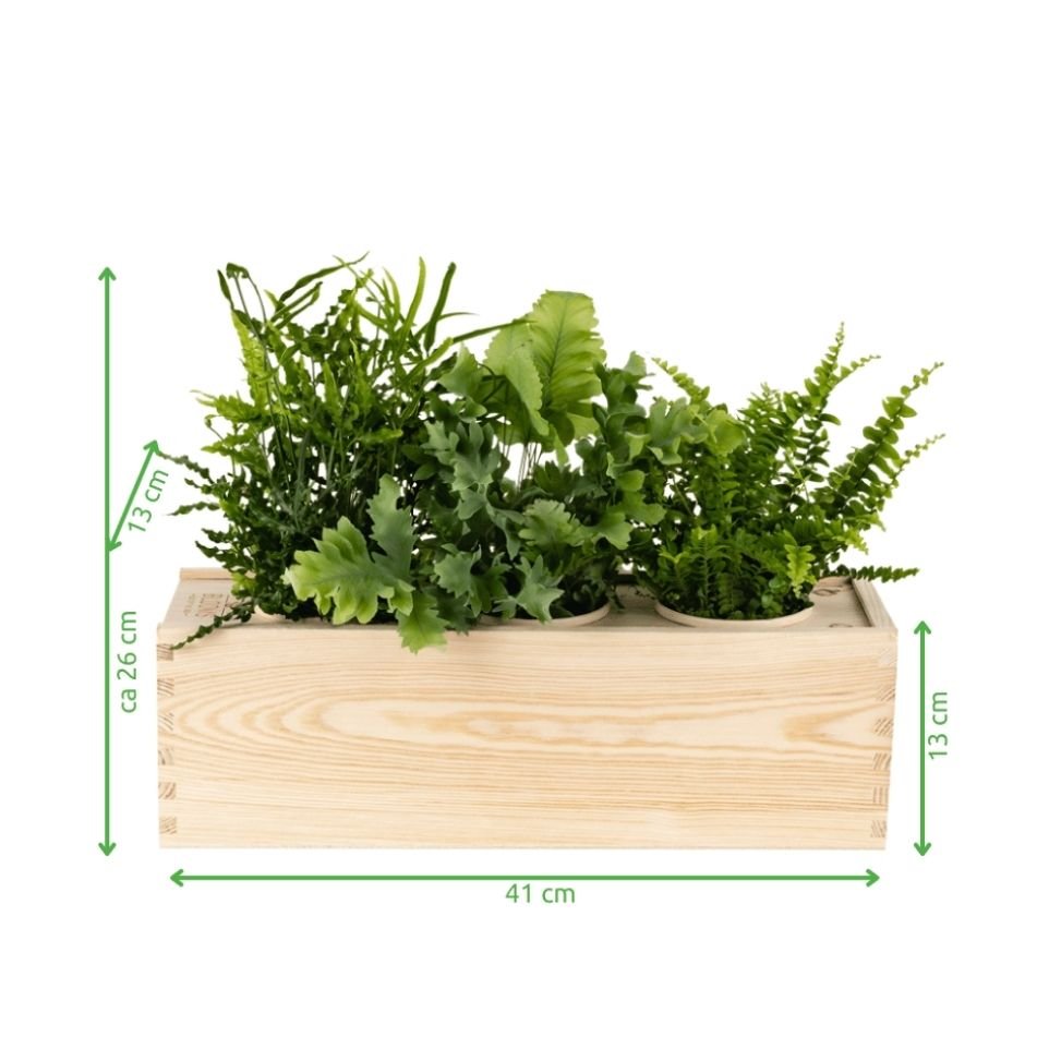 Nature 'Beyond the Box' - L - Blooms out of the Box