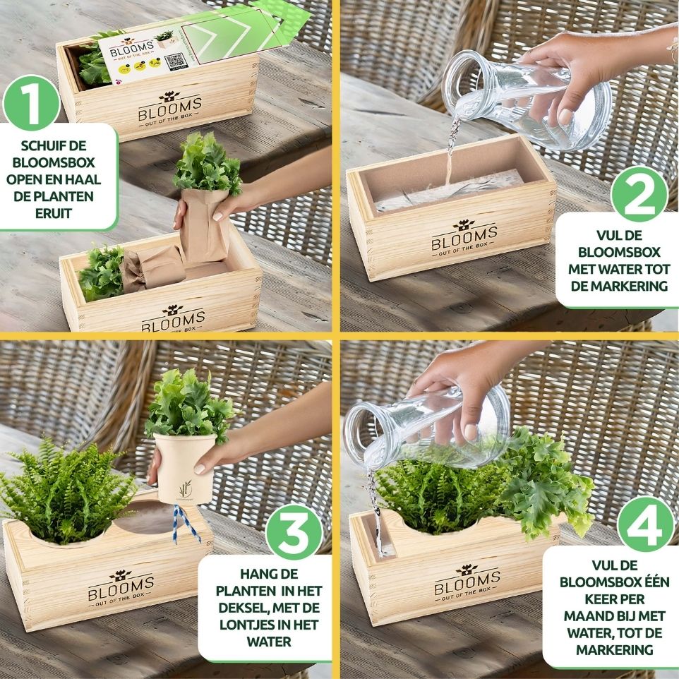 Nature 'Beyond the Box' - L - Blooms out of the Box