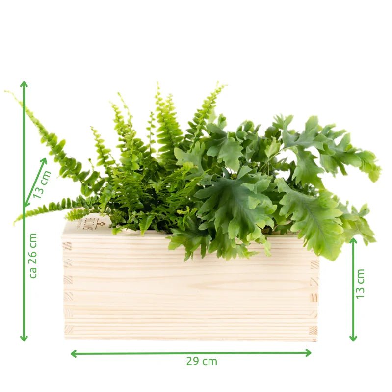 Nature out of the Box 'your design' - M - Blooms out of the Box