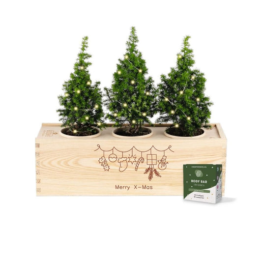 Xmas 'Forest fresh' - L - duurzaam bloem- & plantcadeau | Blooms out of the Box