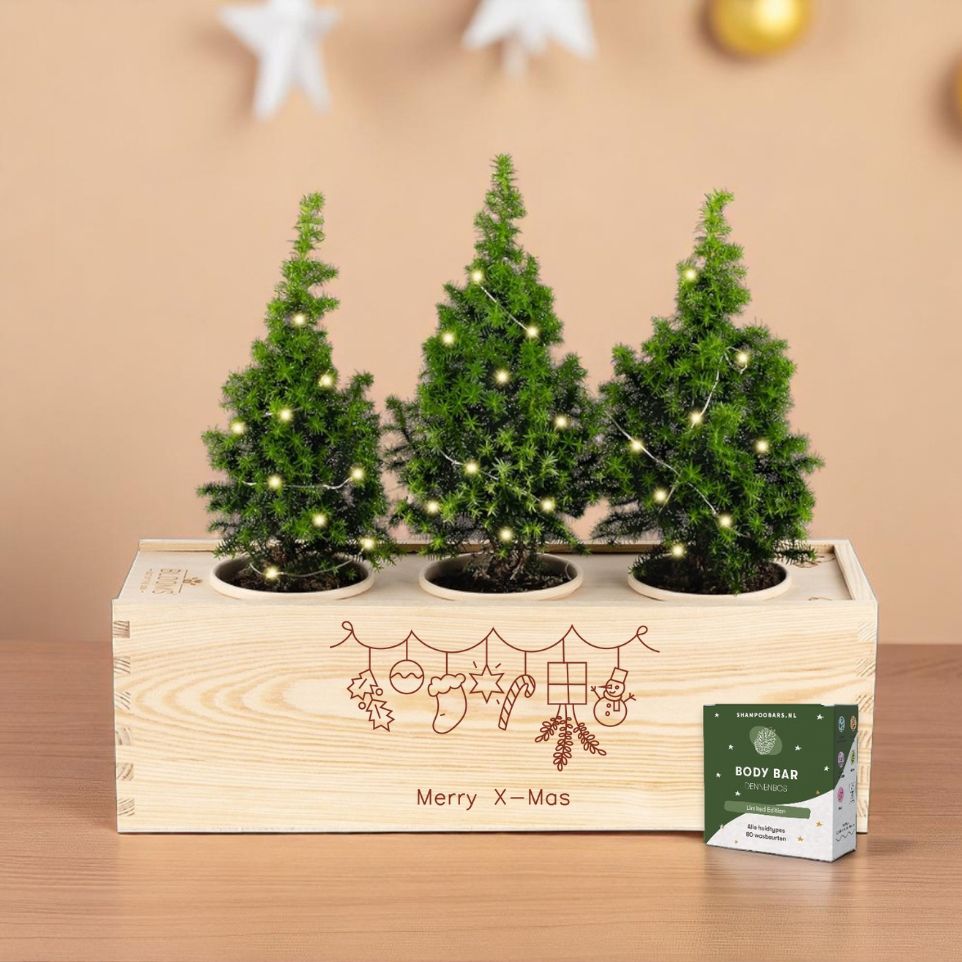 Xmas 'Forest fresh' - L - Blooms out of the Box