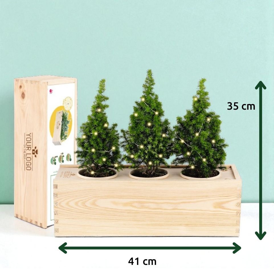 Xmas 'Forest fresh' - L - Blooms out of the Box