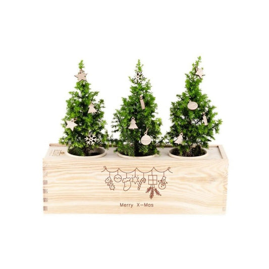 BloomsBox 'Merry Xmas' - versierde kerstboompjes - duurzaam bloem- & plantcadeau | Blooms out of the Box