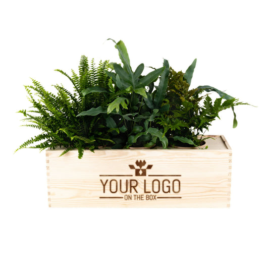 Houten kist met luchtzuiverende planten, productfoto, Nature out of the Box XL