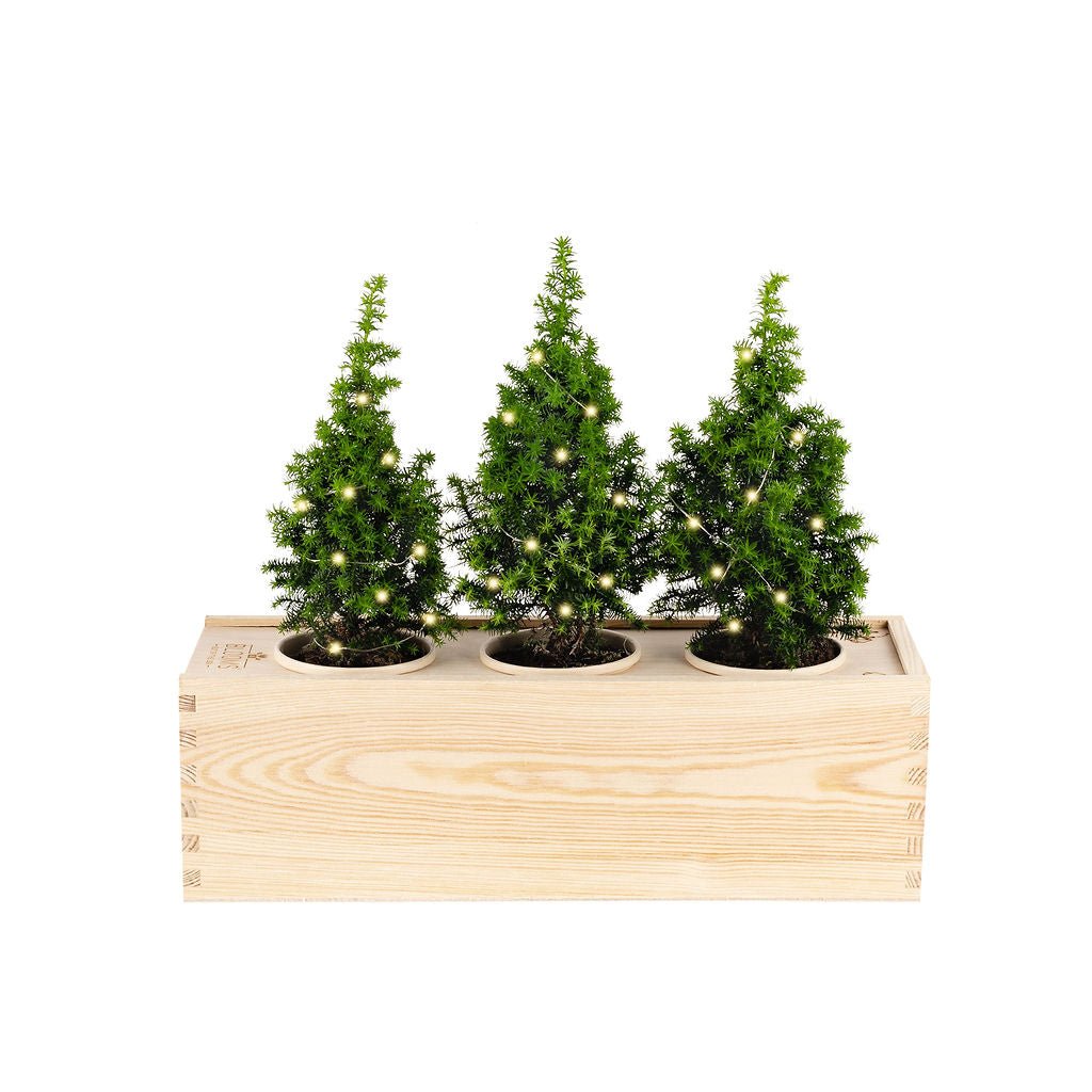 Xmas out of the Box 'Guilty pleasure' - L - Branded - Bloomsoutofthebox