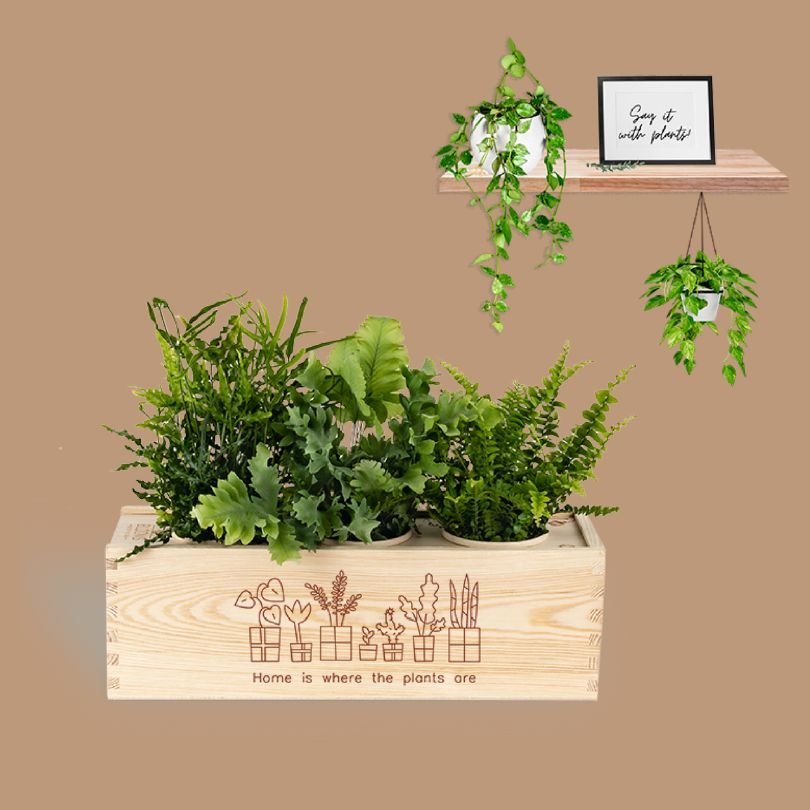 A fun saying with plants!