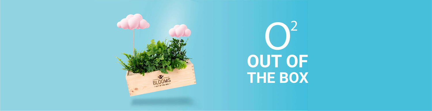 Most loved BloomsBoxes