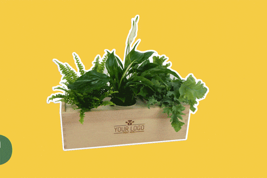 Flobox How does the BloomsBox? – Blooms out of the Box