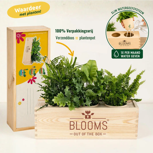 BloomsBox Original - M
