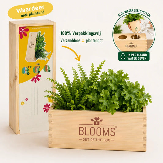 BloomsBox Original - M