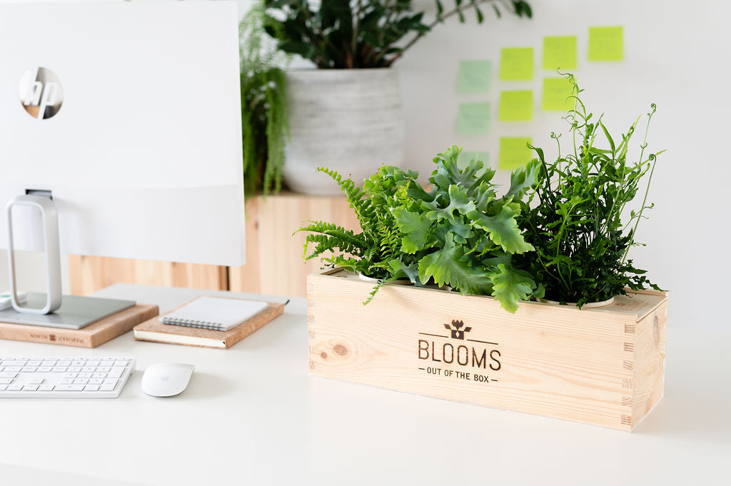 Met een BloomsBox geef je een duurzaam en origineel relatiegeschenk, dat gepersonaliseerd kan worden met jouw eigen logo of slogan op de Box. 
