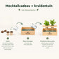 Happy Herbals - Mojito
