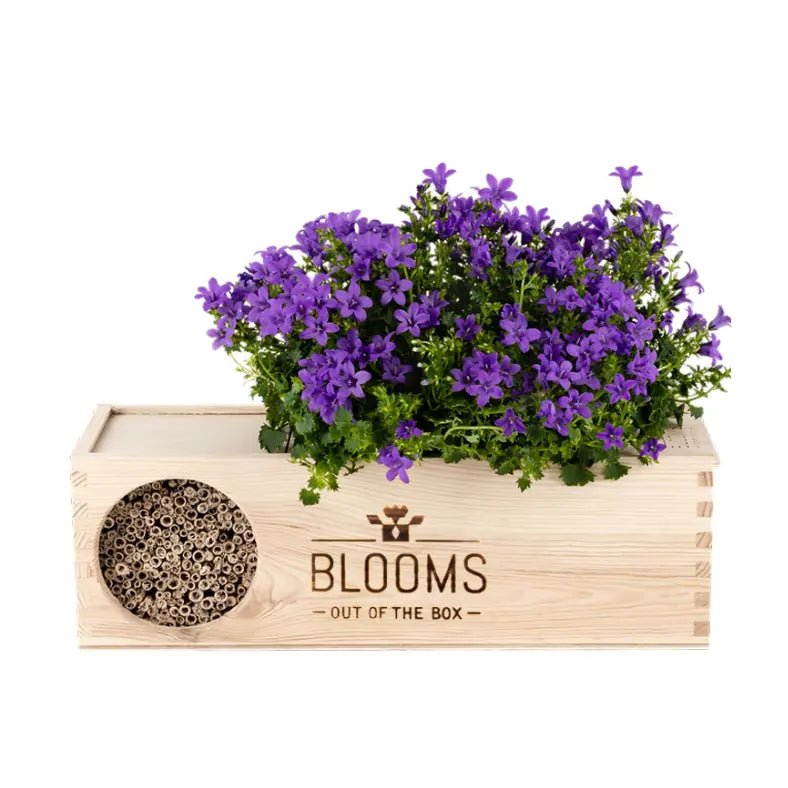 BloomsBox with company logo