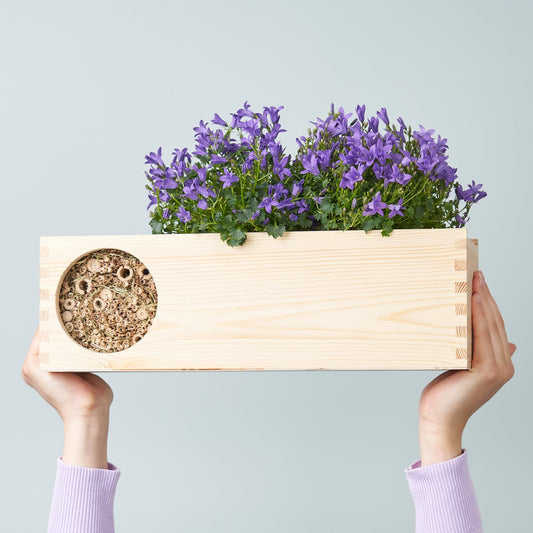 Blooms & Bees out of the Box - L (vanaf 10) - duurzaam bloem- & plantcadeau | Blooms out of the Box