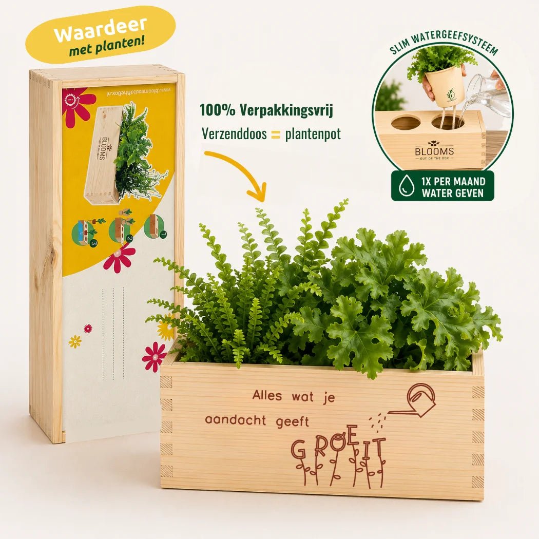 BloomsBox 'Alles wat je aandacht geeft groeit' - M - Blooms out of the Box