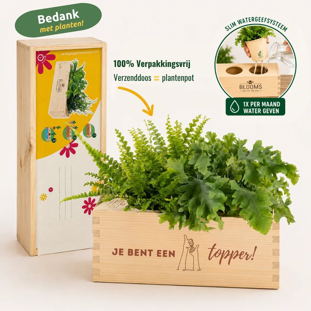 BloomsBox 'Je bent een topper' - L - duurzaam bloem- & plantcadeau | Blooms out of the Box