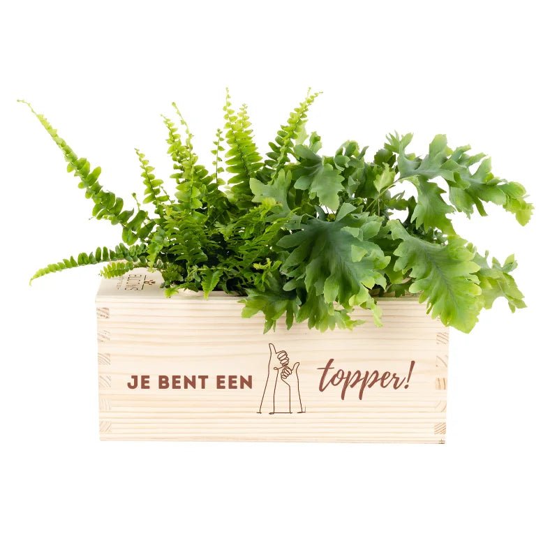 Sustainable 'you're a star' gift: give a BloomsBox – Blooms out of