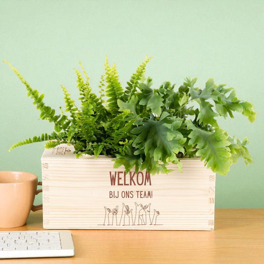 BloomsBox 'Welkom' - M - duurzaam bloem- & plantcadeau | Blooms out of the Box