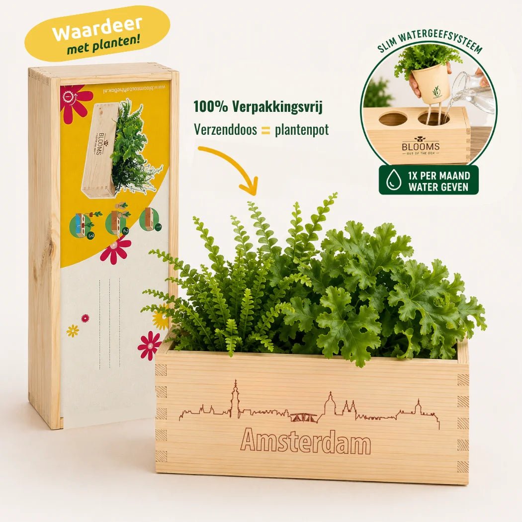 Joy out of the Box 'Aandacht + gemeente Amsterdam-logo' - duurzaam bloem- & plantcadeau | Blooms out of the Box