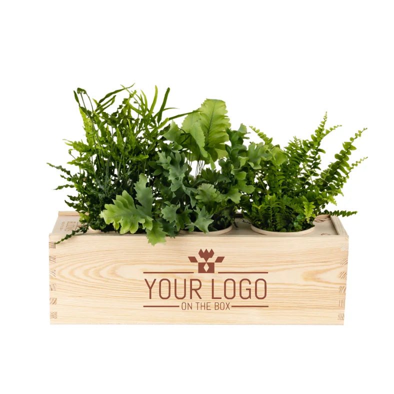 BloomsBox with company logo