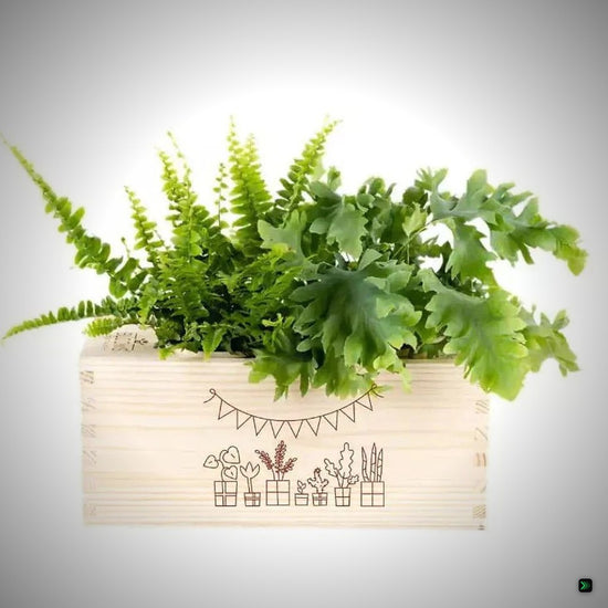 BloomsBox 'Gefeliciteerd' - M – Clean Showcase