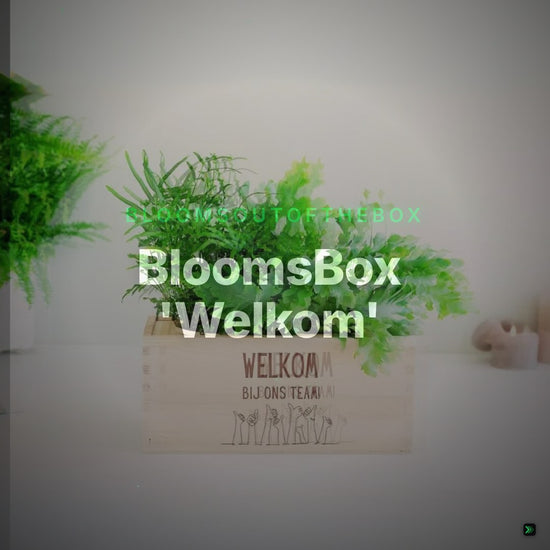 BloomsBox 'Welkom' - M – Clean Showcase