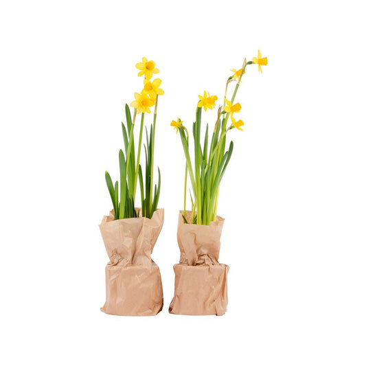 Refresh with Spring - M - Blooms out of the Box