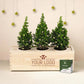 Xmas 'Forest fresh' - L (vanaf 10) - duurzaam bloem- & plantcadeau | Blooms out of the Box