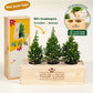 Xmas out of the Box - XL (vanaf 10) - duurzaam bloem- & plantcadeau | Blooms out of the Box