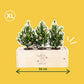 Xmas out of the Box - XL (vanaf 10) - duurzaam bloem- & plantcadeau | Blooms out of the Box