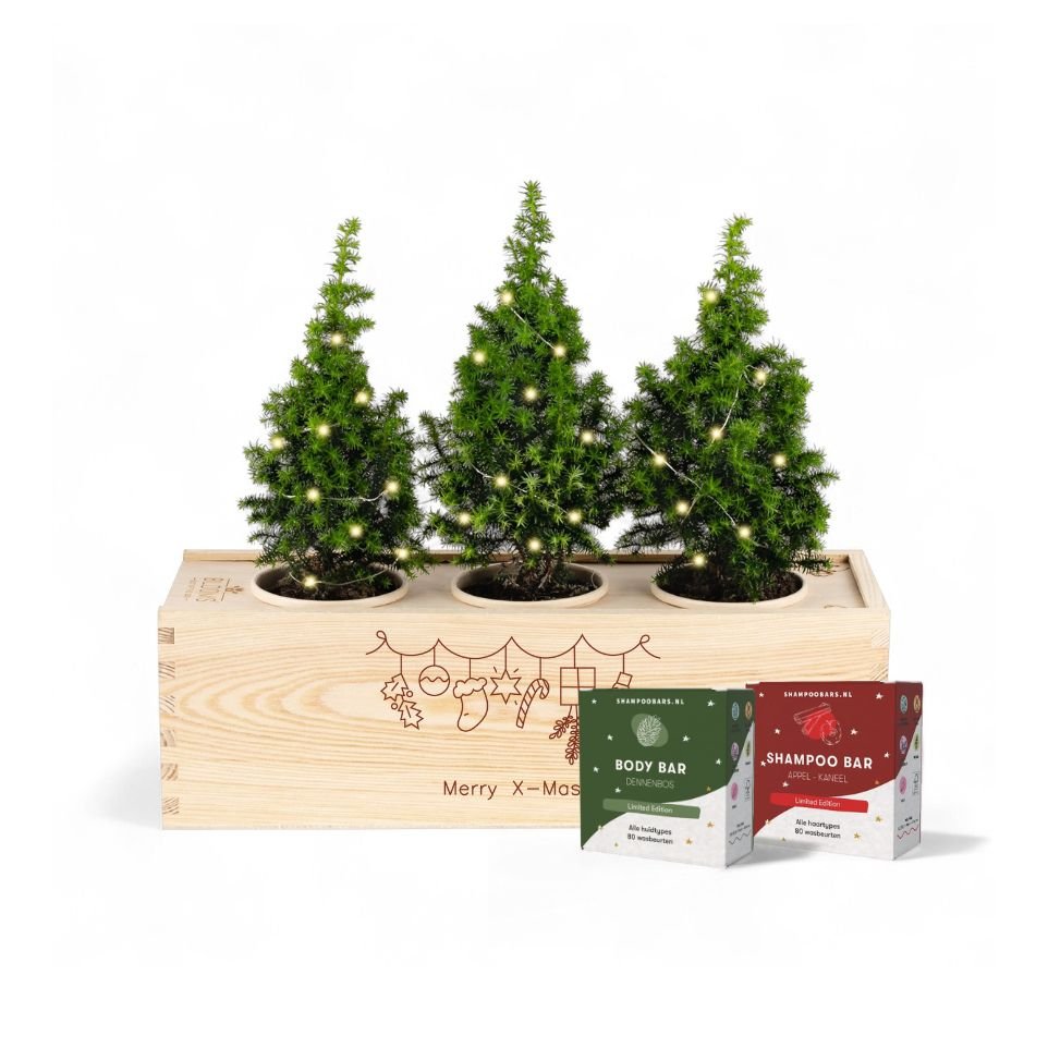 Xmas 'Winter wellness' - L - Blooms out of the Box