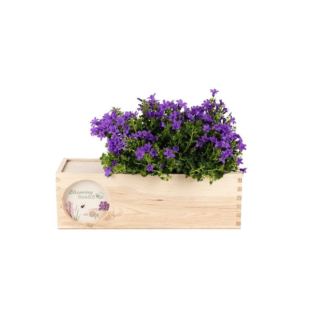 Blooms & Bees - je bent een kanjer - Blooms out of the Box