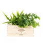 BloomsBox 'Let's grow together' - M - Blooms out of the Box
