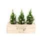 BloomsBox 'Merry Xmas' - Decoration - L - Blooms out of the Box