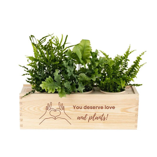BloomsBox 'You deserve plants' - L - Blooms out of the Box