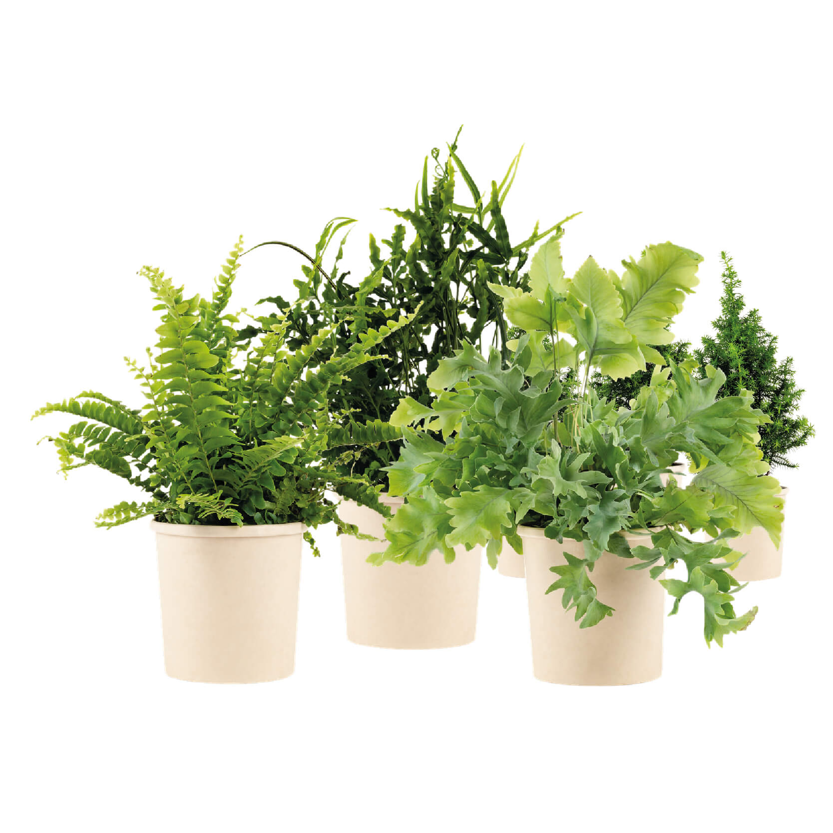 Refresh with O2 - L – Blooms out of the Box