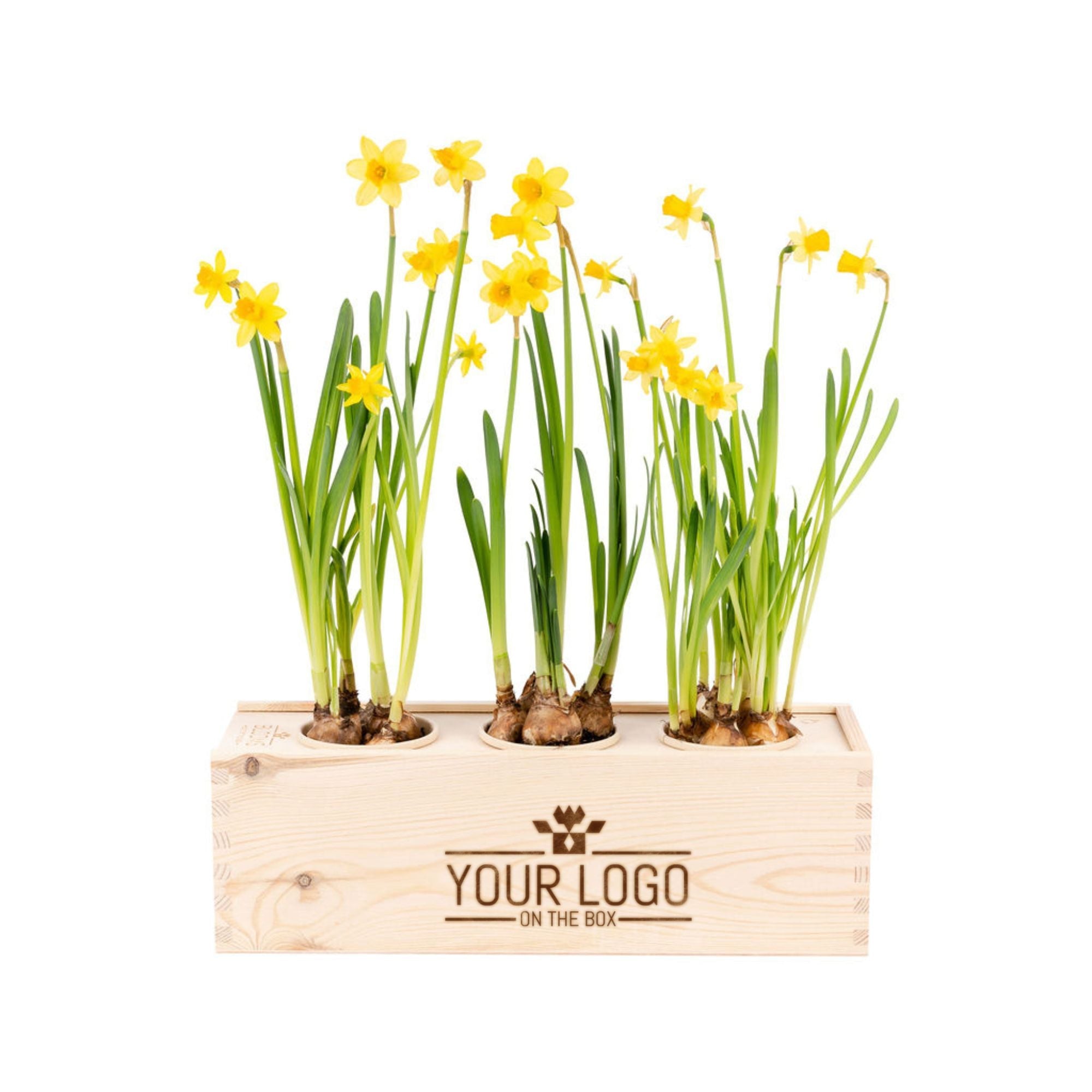 Spring Out Of The most original Easter promotional gift:Spring out of the Box ...