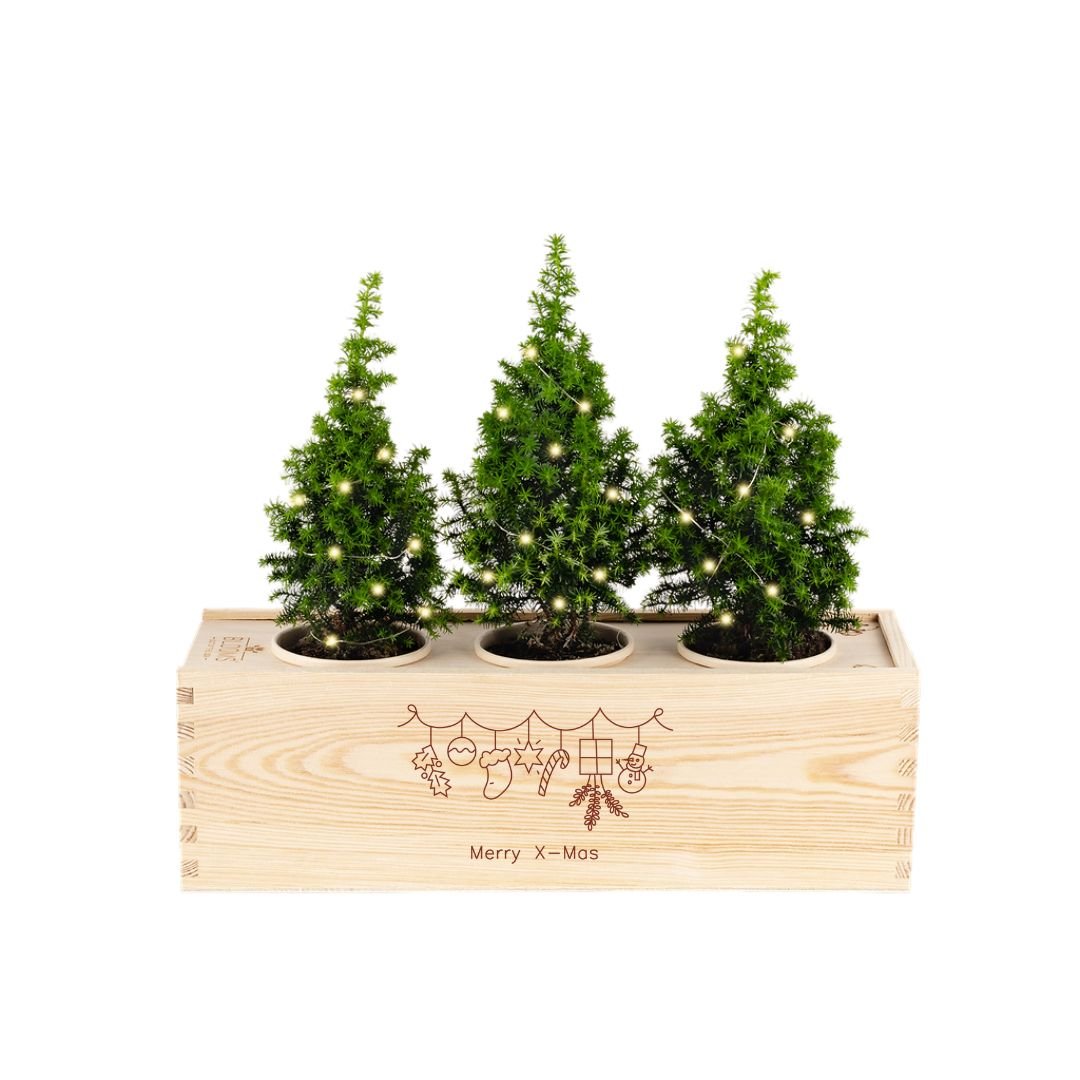 BloomsBox with company logo